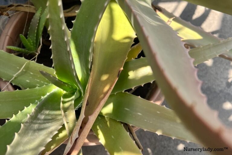 Why Is My Aloe Vera Plant Turning Red? (9 Causes+Fix)