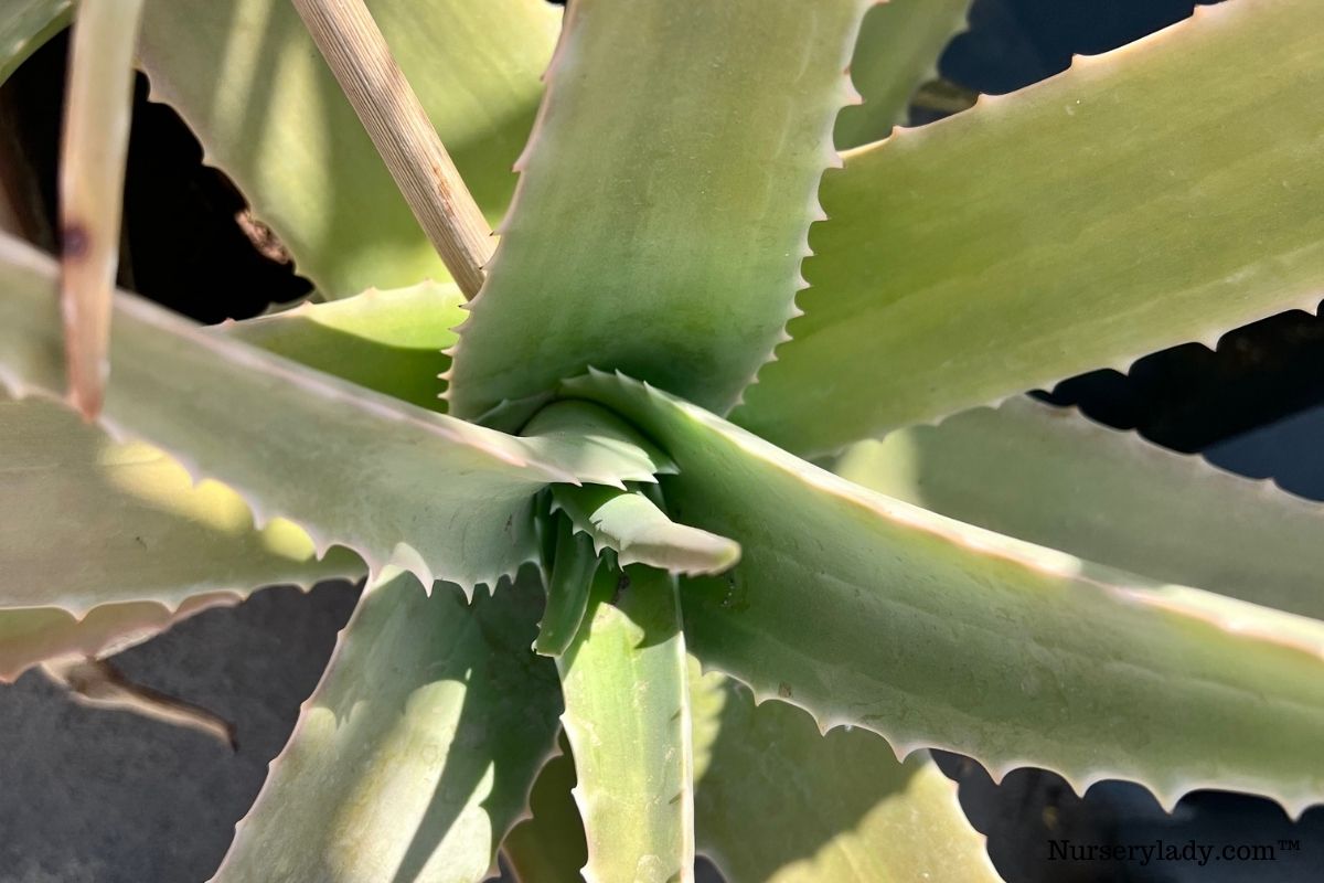 How To Trim Aloe Vera Plant? (StepbyStep Guide)