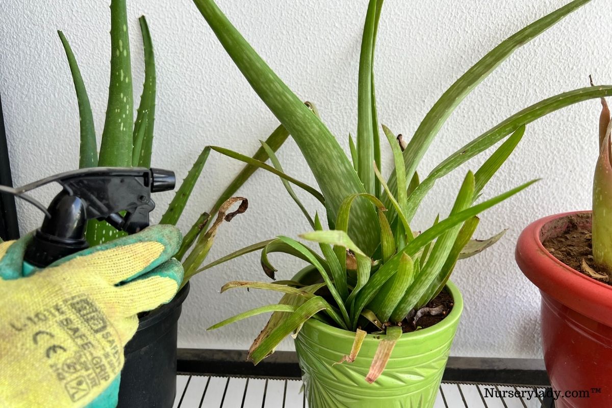 Why Is My Aloe Vera Plant Turning Yellow? (10 Causes+Fix)