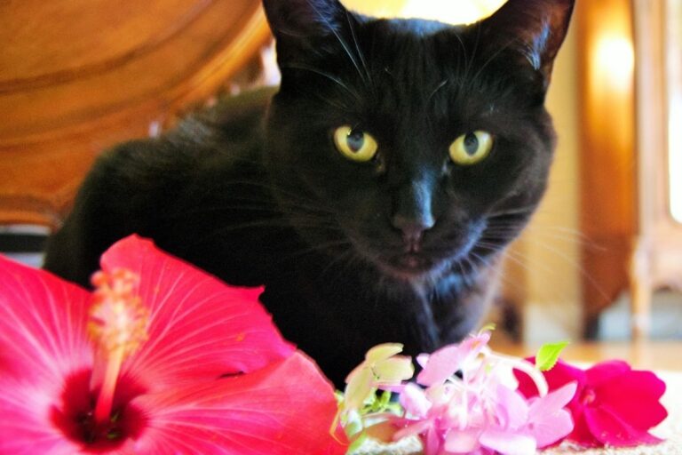 Are Hibiscus Poisonous To Pets? (Cats, Dogs & Other Animals)