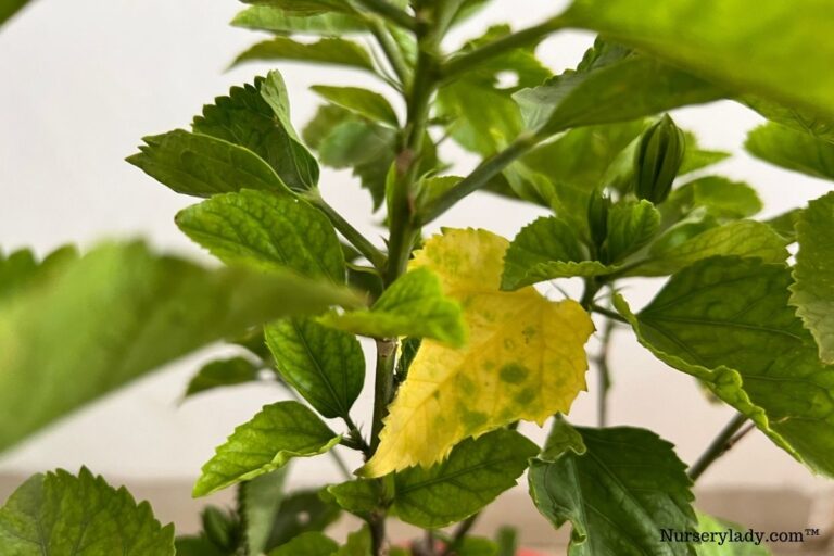 Why Are Hibiscus Leaves Sticky? (Causes+How To Fix)