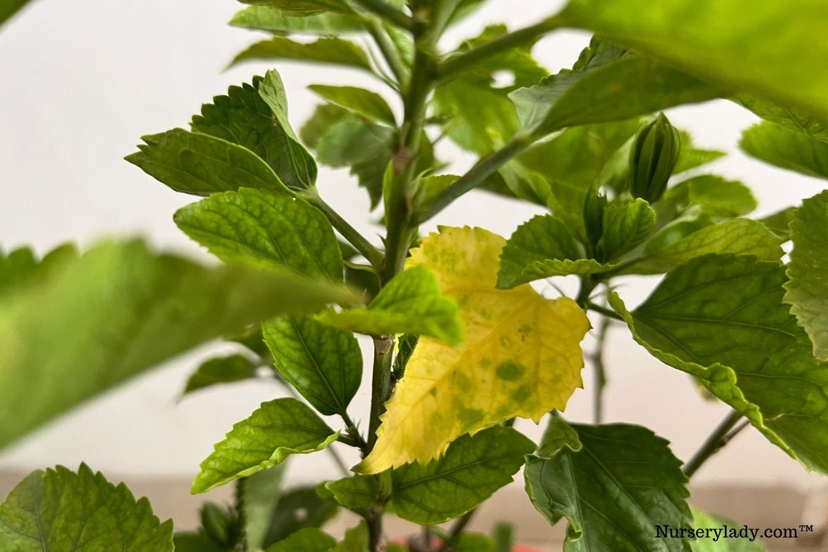 Why Are Hibiscus Leaves Sticky? (Causes+How To Fix)
