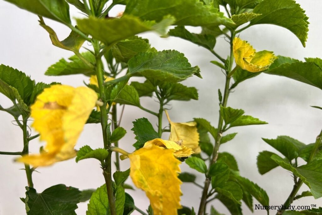 How To Water Hibiscus Plant? (How Much, How Often & More)