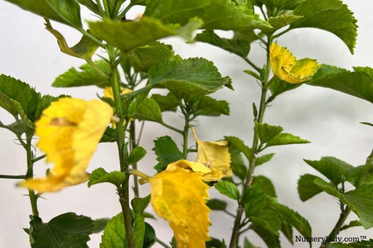 Is Epsom Salt Good For Hibiscus Plants? (Pros & Cons+How To Use)