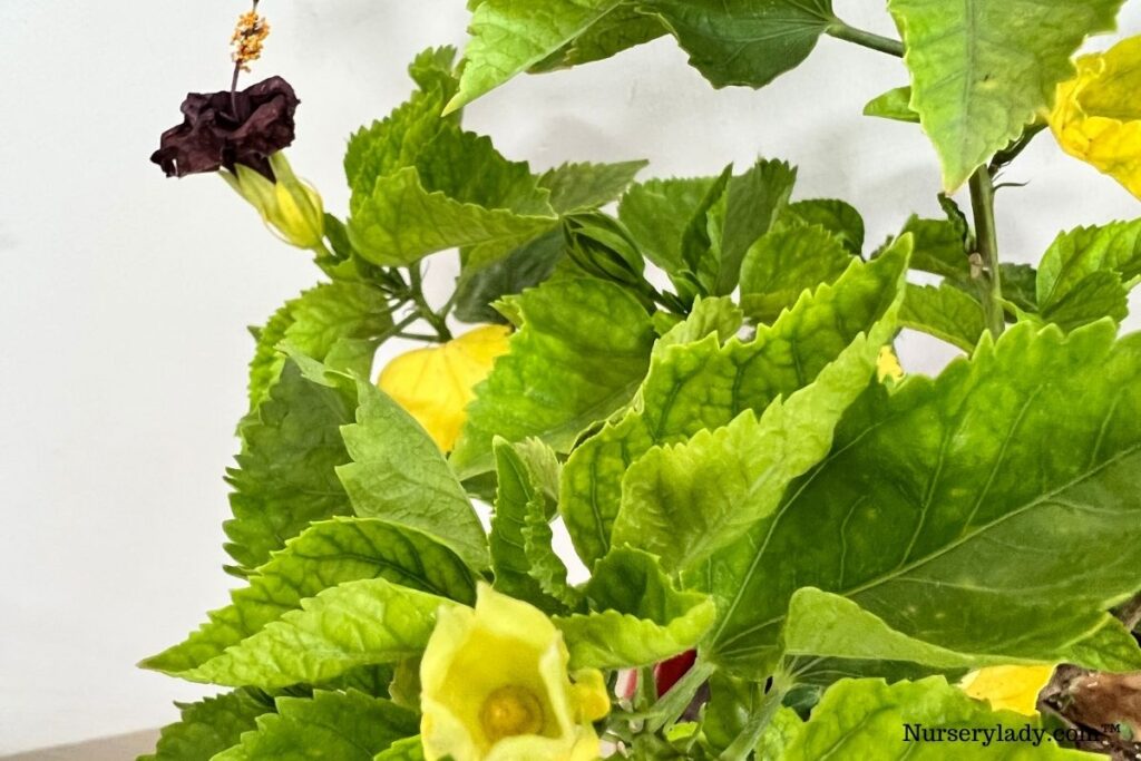 How Fast Do Hibiscus Plants Grow? (Hibiscus Growth Rate )