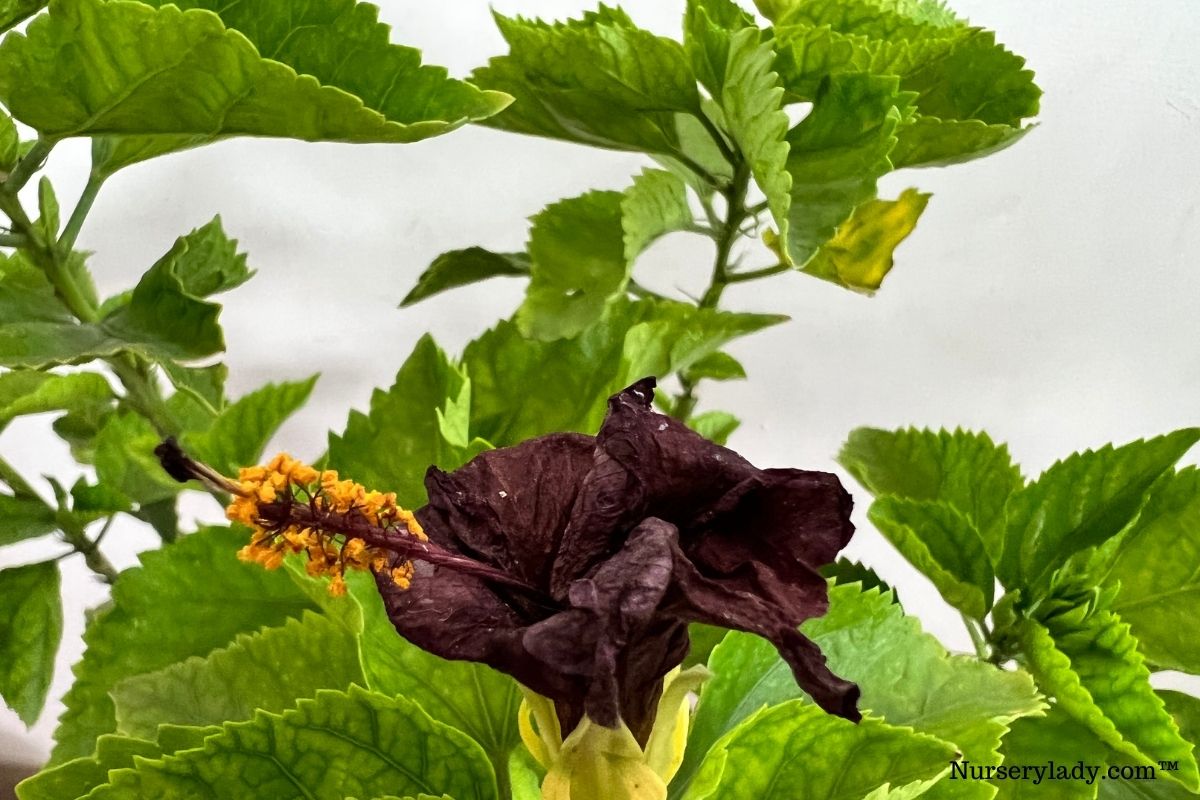 Does Hibiscus Plants Like Coffee Grounds? (Pros & Cons)