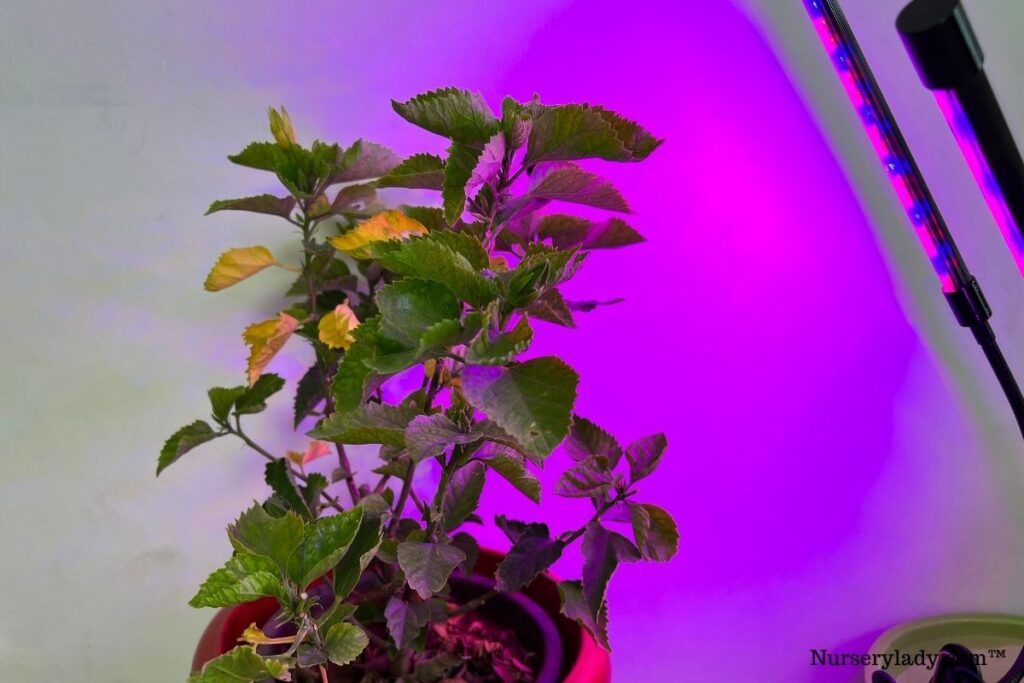 How Much Light Does A Hibiscus Plant Need? (What Kind, How Much & More)