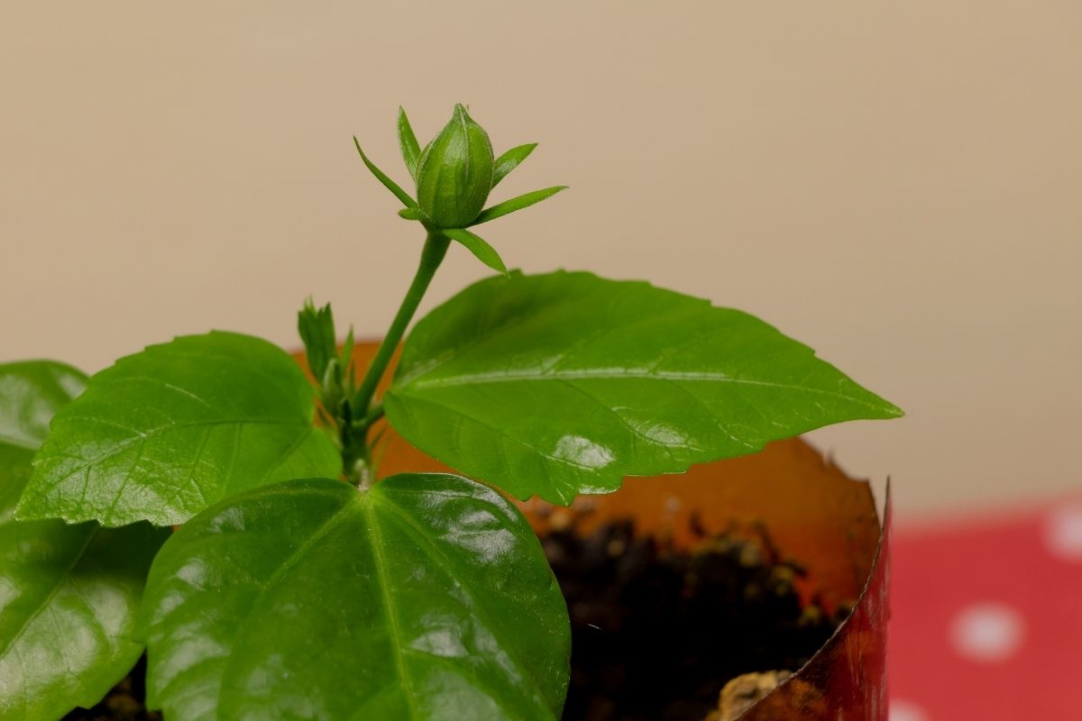 Will My Hibiscus Plant Come Back?