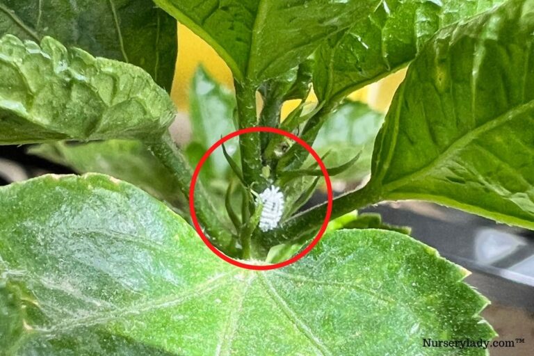 How Do I Get Rid Of Bugs On My Hibiscus? Bugs+Fix)