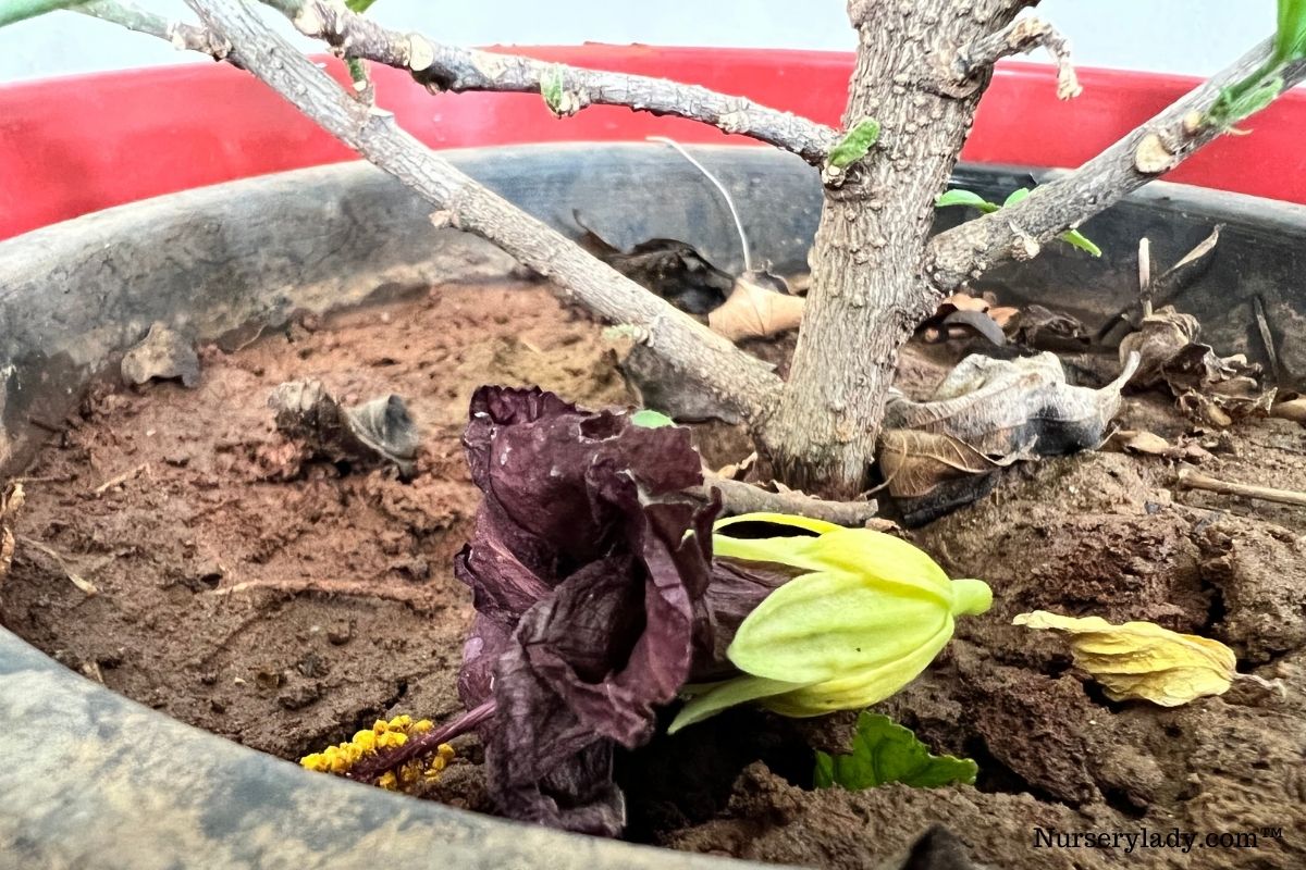 When Do Hibiscus Bloom? (+How Long Does A Hibiscus Bloom Last)