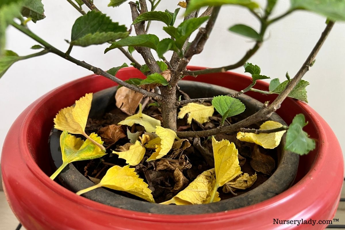 How To Save An Overwatered Hibiscus?