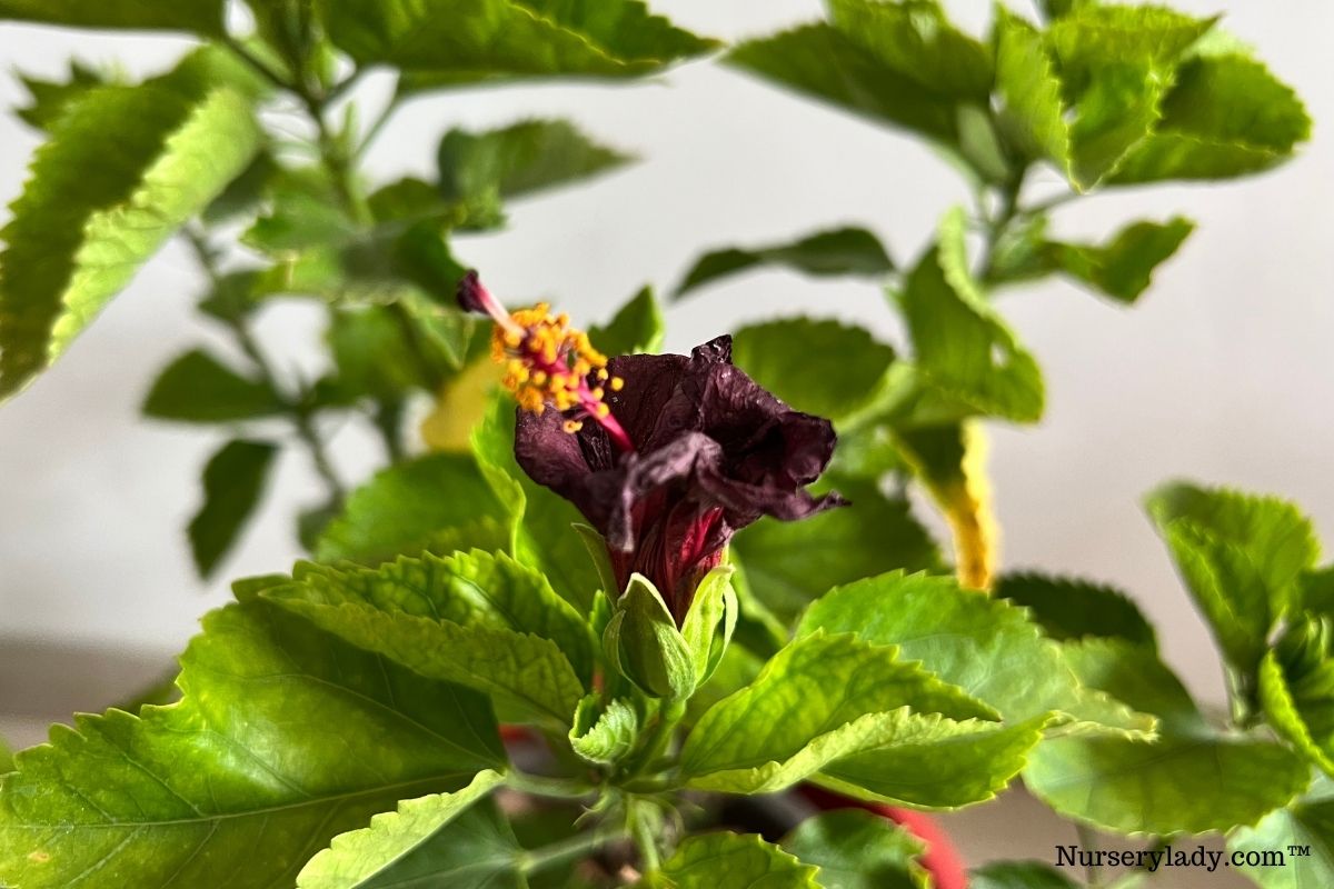 Why Won't My Hibiscus Bloom? (+How To Make Hibiscus Bloom)