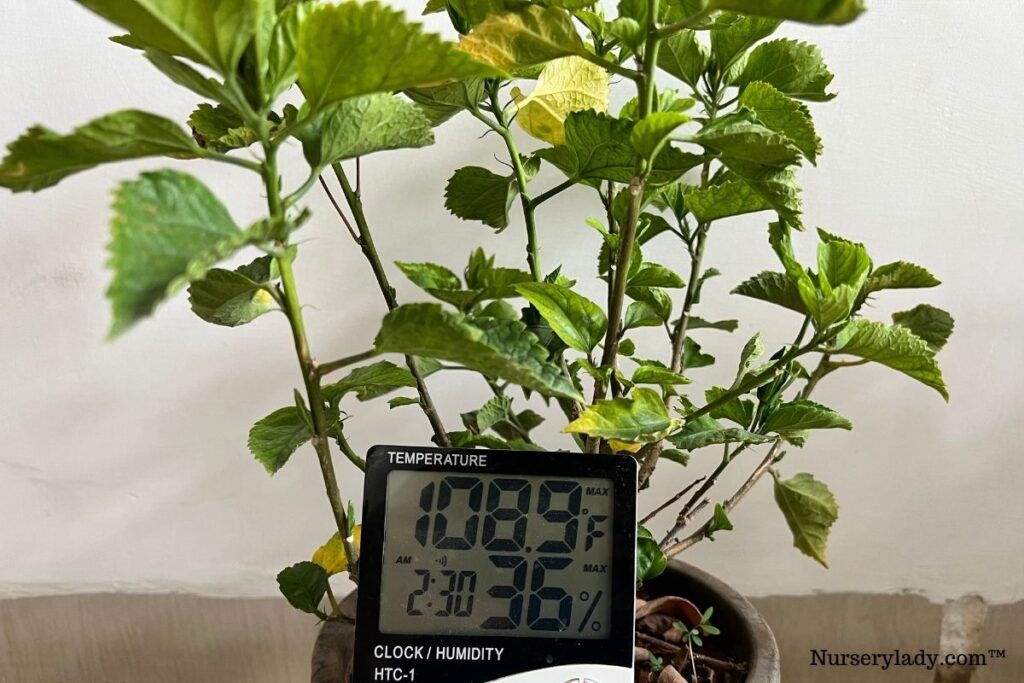 Hibiscus Temperature Tolerance Ideal Range+USDA Zones