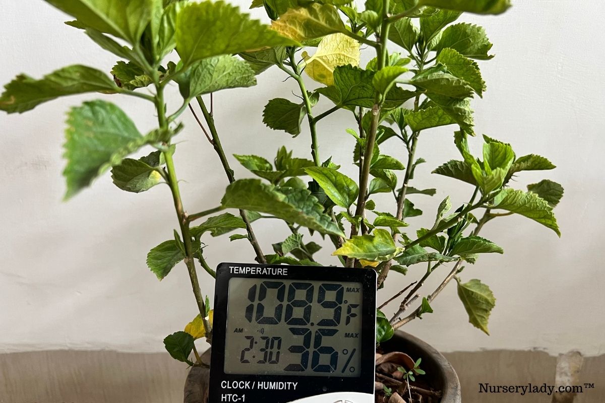 Hibiscus Temperature Tolerance Ideal Range+USDA Zones