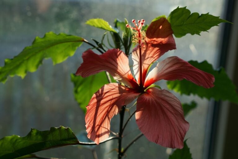 How Much Light Does A Hibiscus Plant Need? (What Kind, How Much & More)