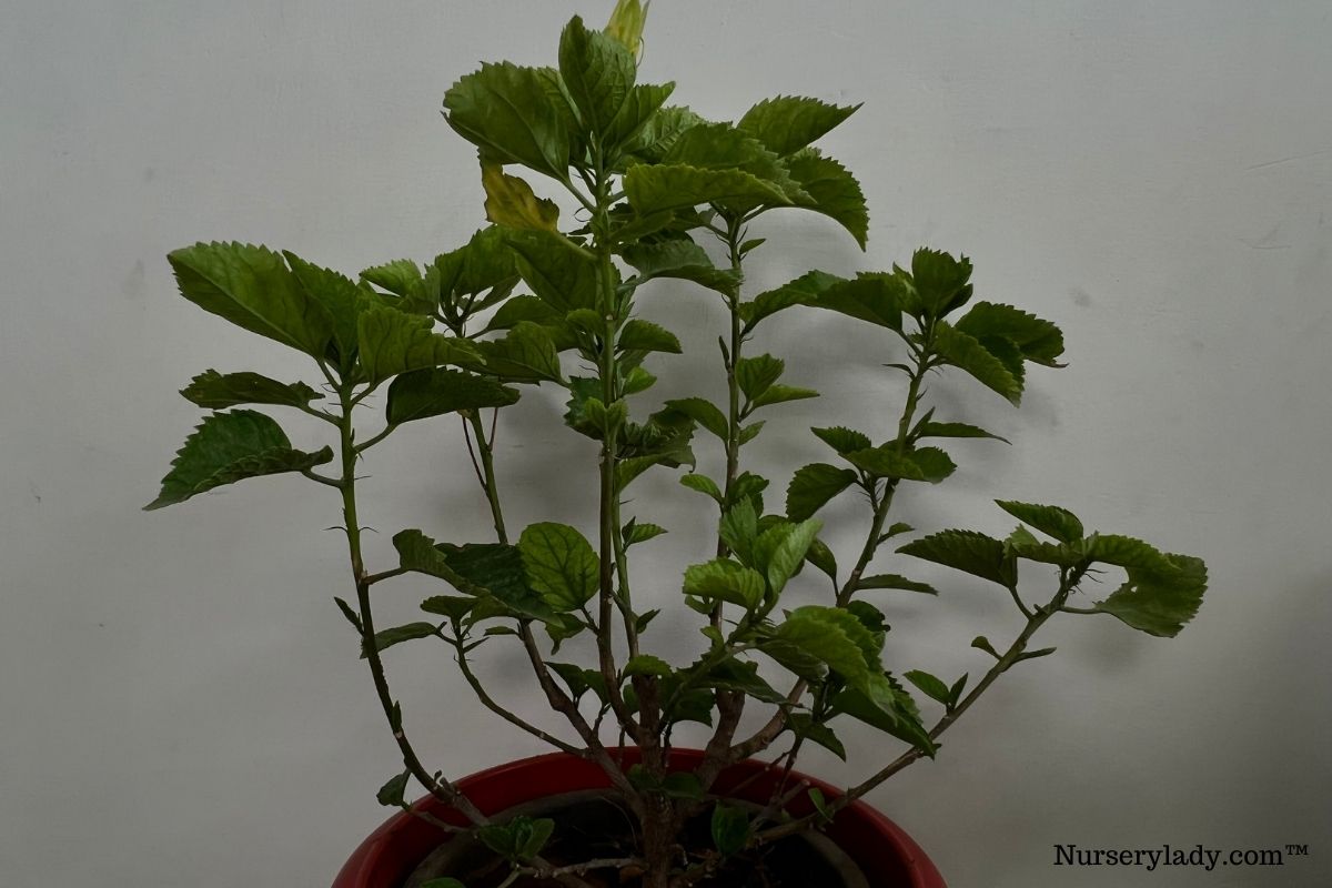 How Much Light Does A Hibiscus Plant Need? (What Kind, How Much & More)