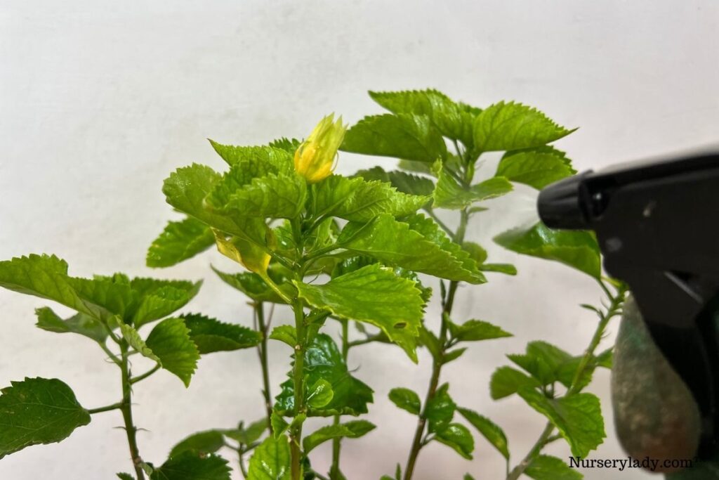 How Fast Do Hibiscus Plants Grow? (Hibiscus Growth Rate )