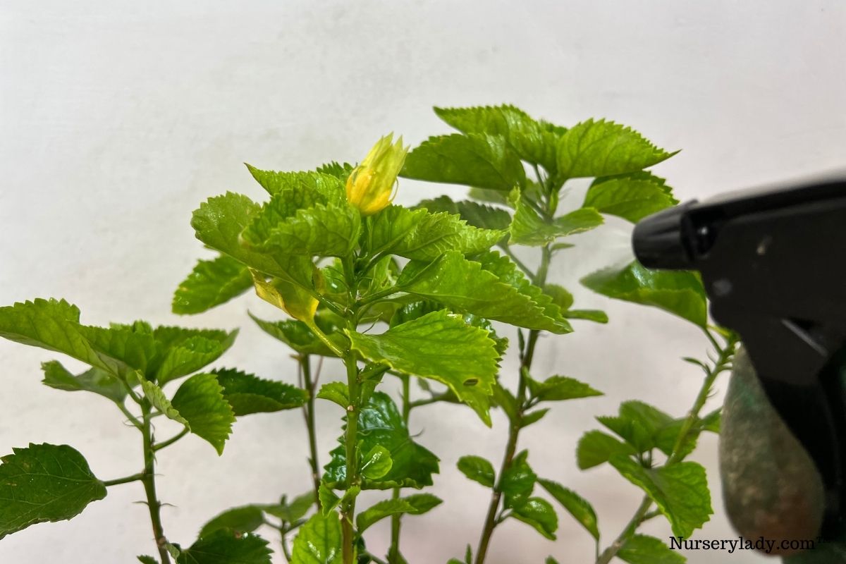 Do Hibiscus Like To Be Misted? (+Humidity Requirements)