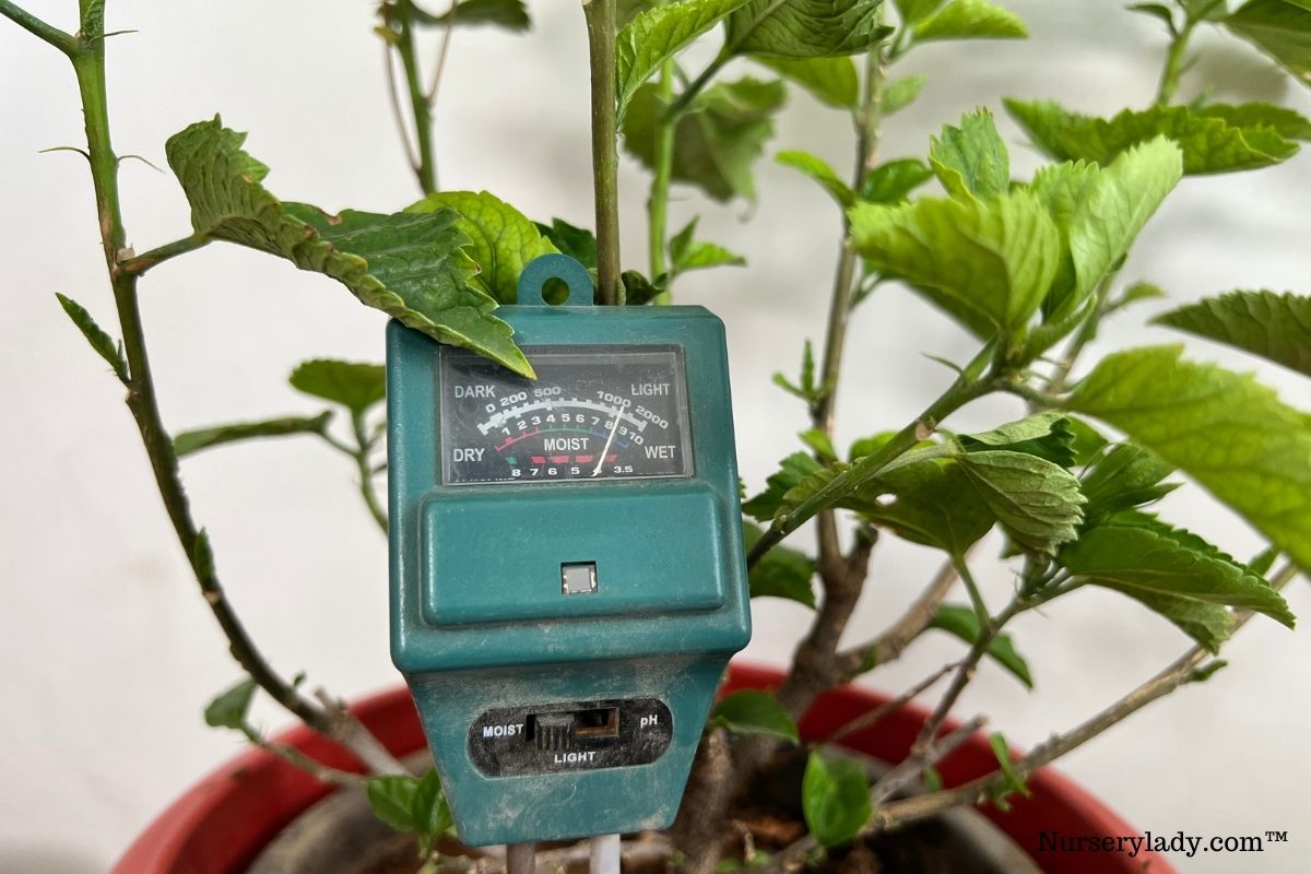 How To Save An Overwatered Hibiscus?