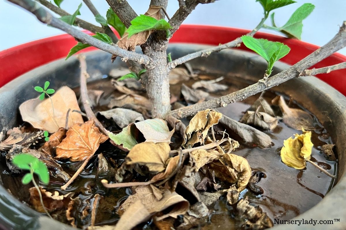 How To Save An Overwatered Hibiscus?