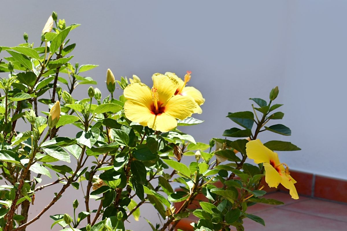 When Do Hibiscus Bloom? (+How Long Does A Hibiscus Bloom Last)