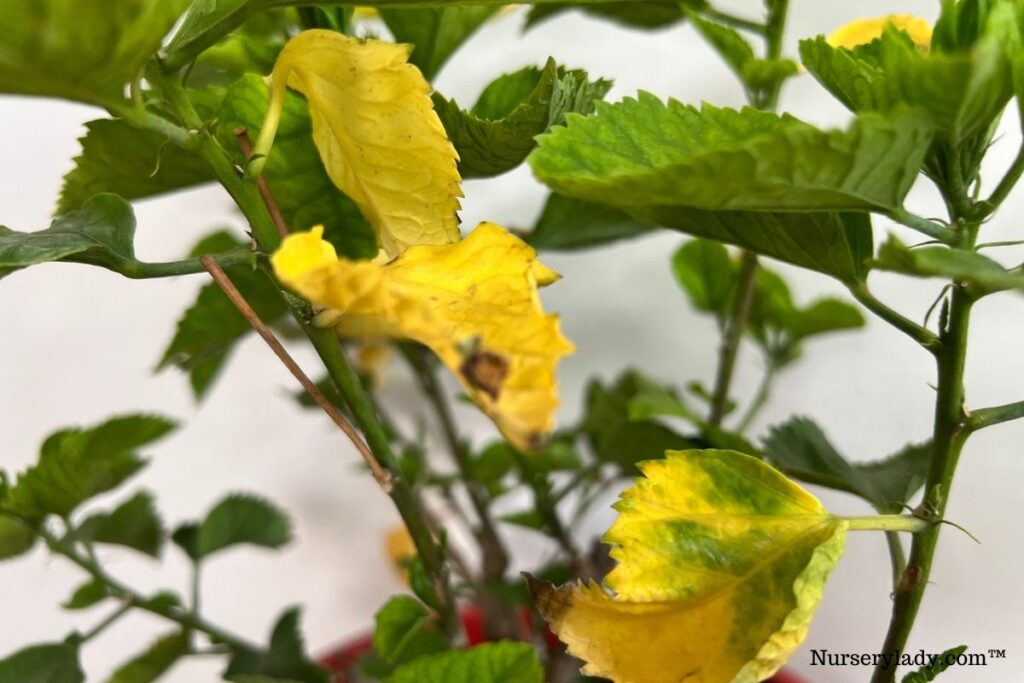 Why Are My Hibiscus Leaves Turning Yellow? (Causes+Fix)