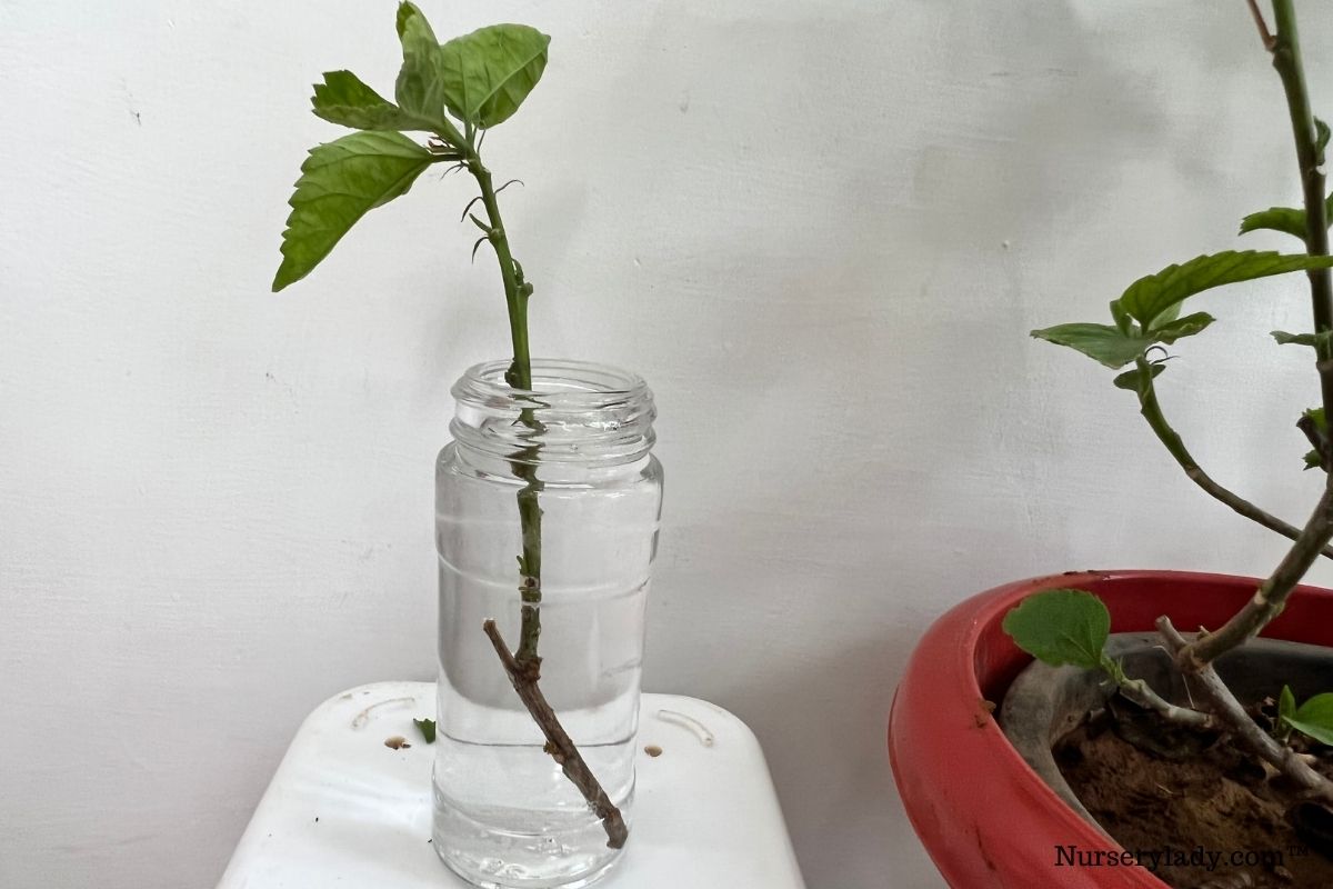 Can You Grow Hibiscus Cuttings In Water? (+How To)