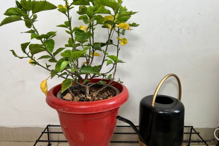 How To Save An Overwatered Hibiscus?