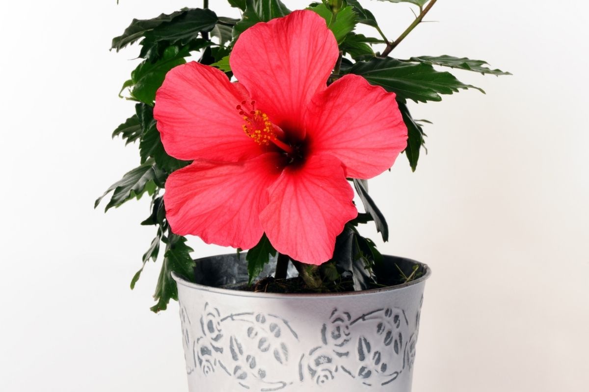 How To Care For Hibiscus Plant? (+Problems With Hibiscus)