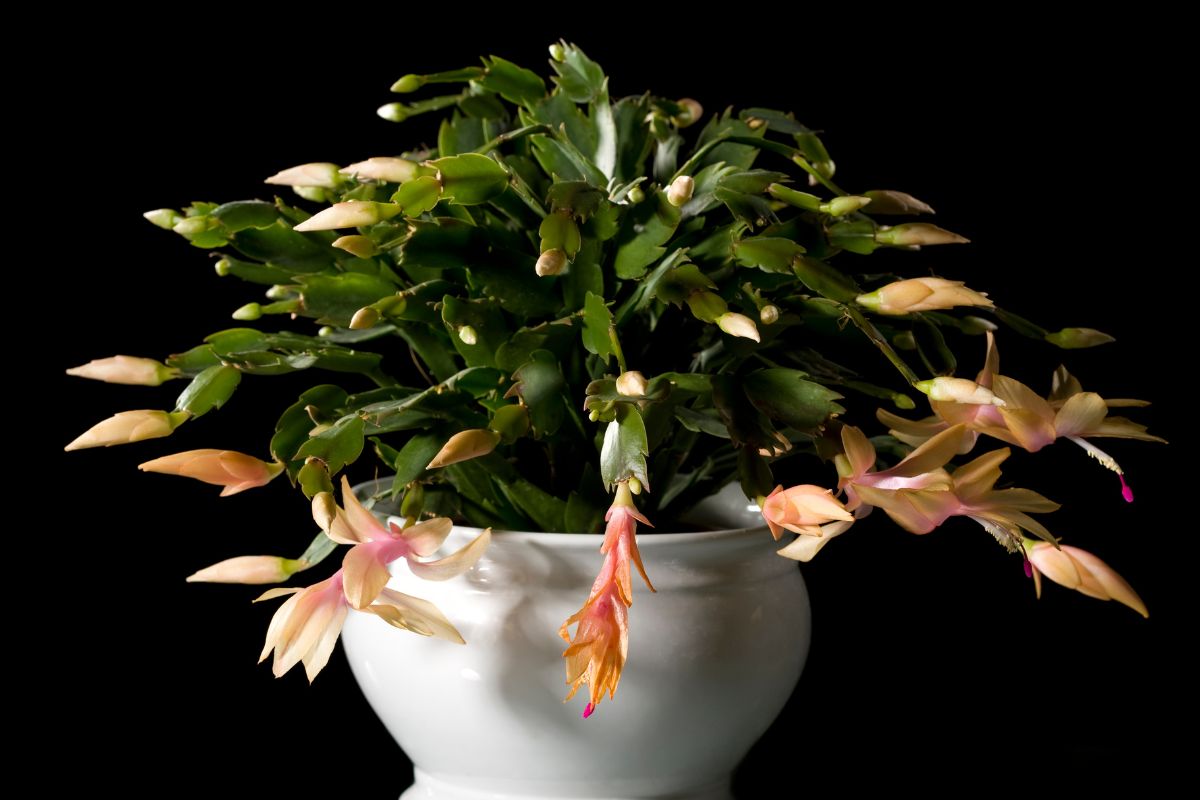 How Much Light Does My Christmas Cactus Need?