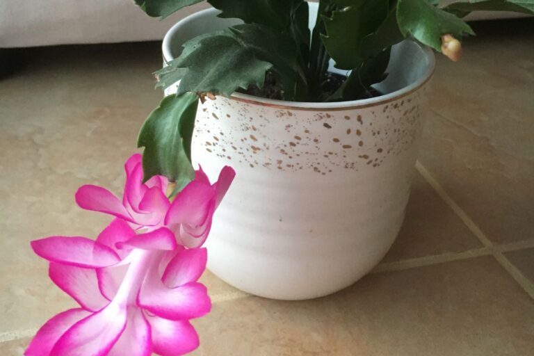 Do Christmas Cactus Need Fertilizer? (How Often+Best Pick)