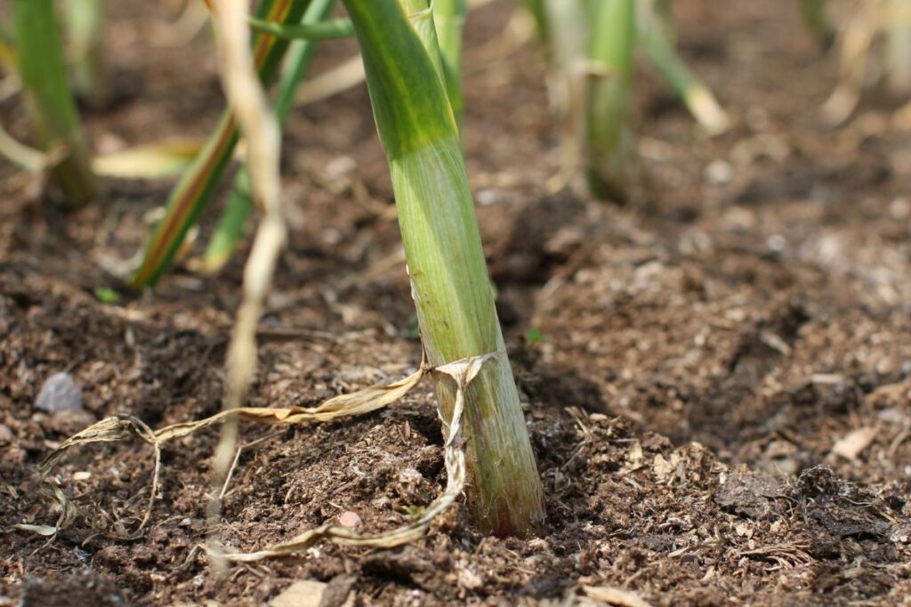 Why Is My Garlic Plant Dying? (Causes+How To Fix)