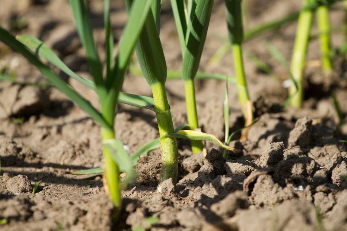 Garlic Plant Temperature Tolerance Ideal Temperature+Extreme