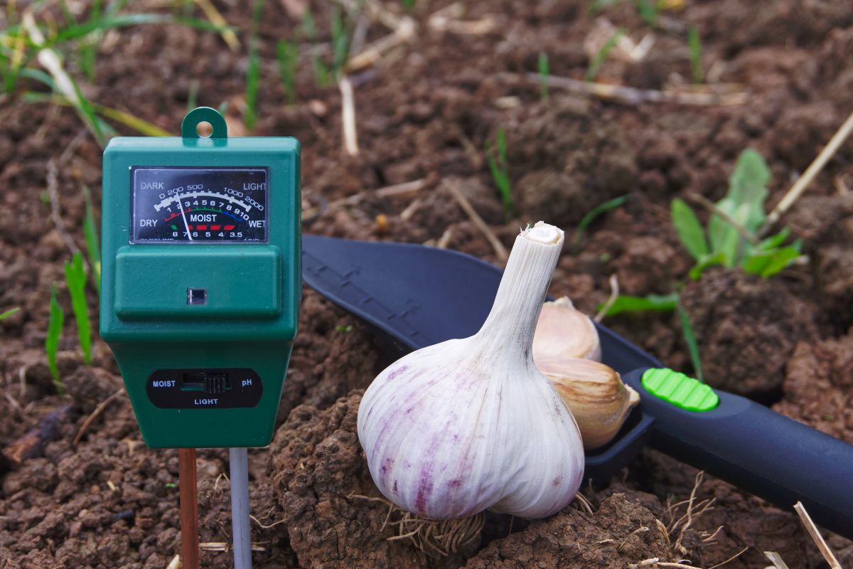 Will Garlic Survive Frost? (+Protect Garlic From Cold Weather)