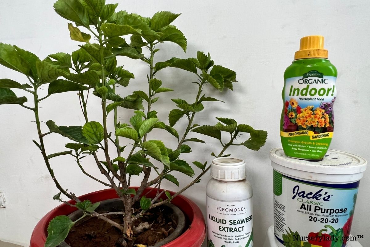 What Is A Good Fertilizer For Hibiscus Plants? (Ideal Ratio+Best Pick)