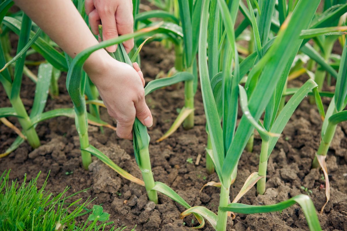 11 Tips To Grow Garlic In Your Region