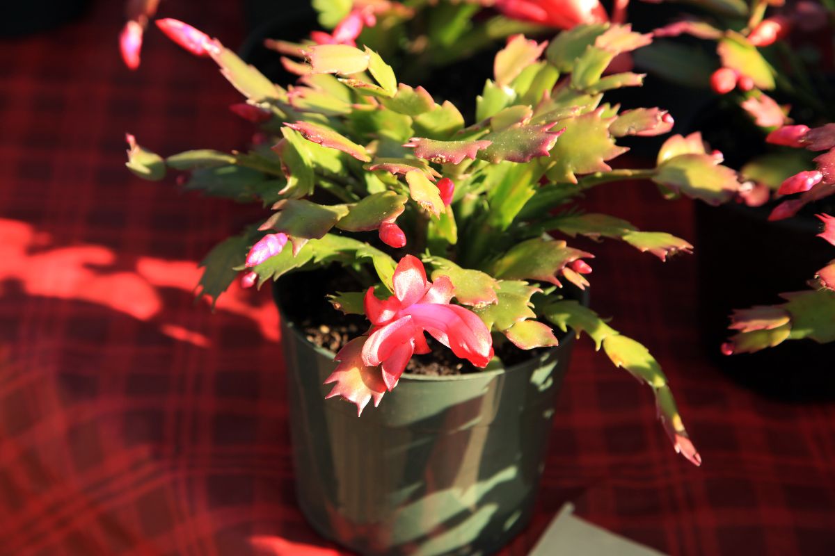 How Much Light Does My Christmas Cactus Need?