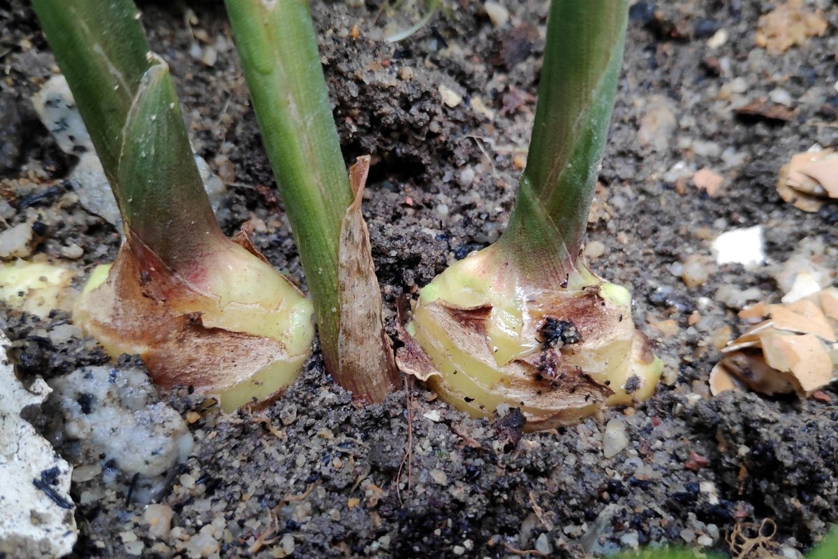 How To Water Ginger Plant? (How Often, How Much & More)