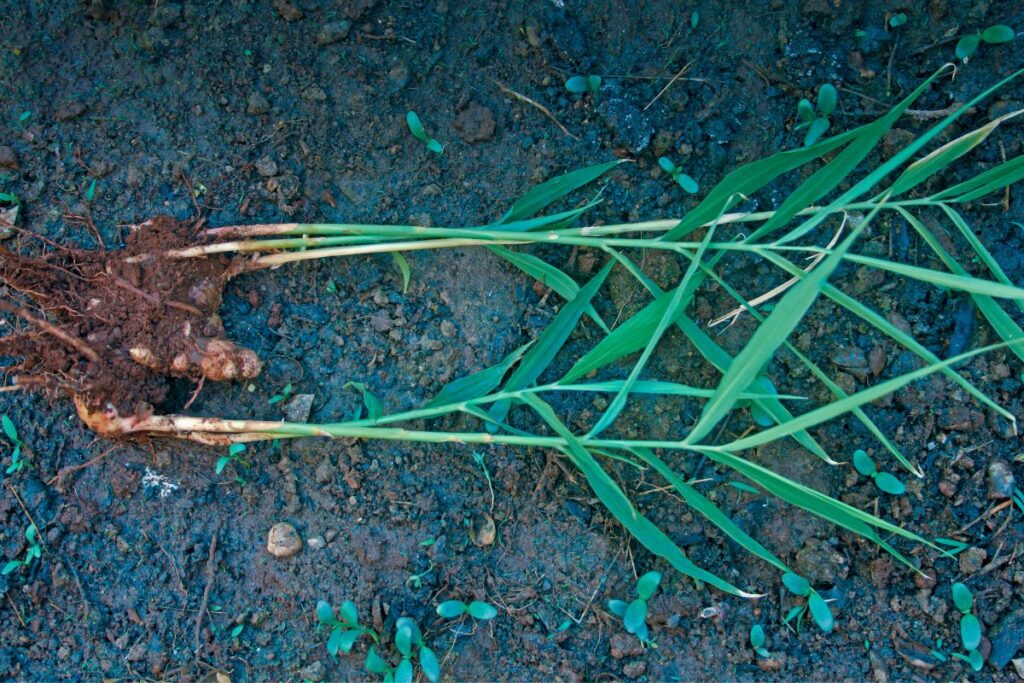 Why Is My Ginger Plant Not Flowering? (8 Causes+Fix)