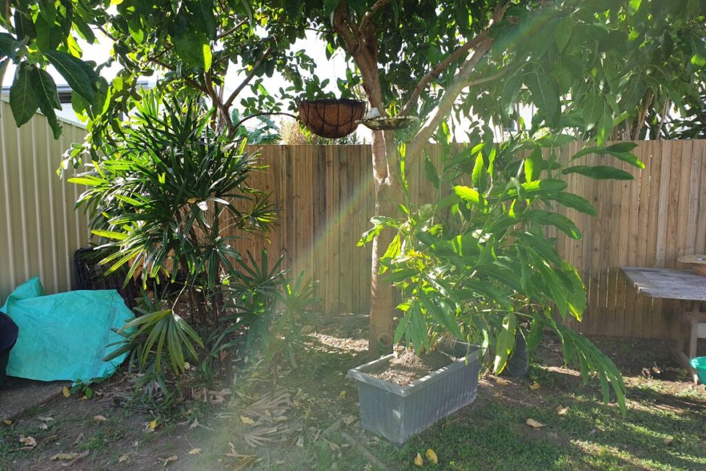 How Much Light Does A Ginger Plant Need? (+Type Of Light)