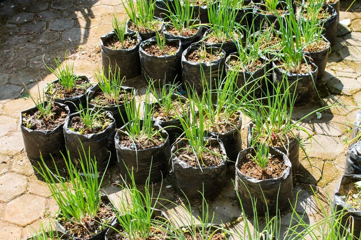 Why Are Plants Kept In Bags In Nurseries?