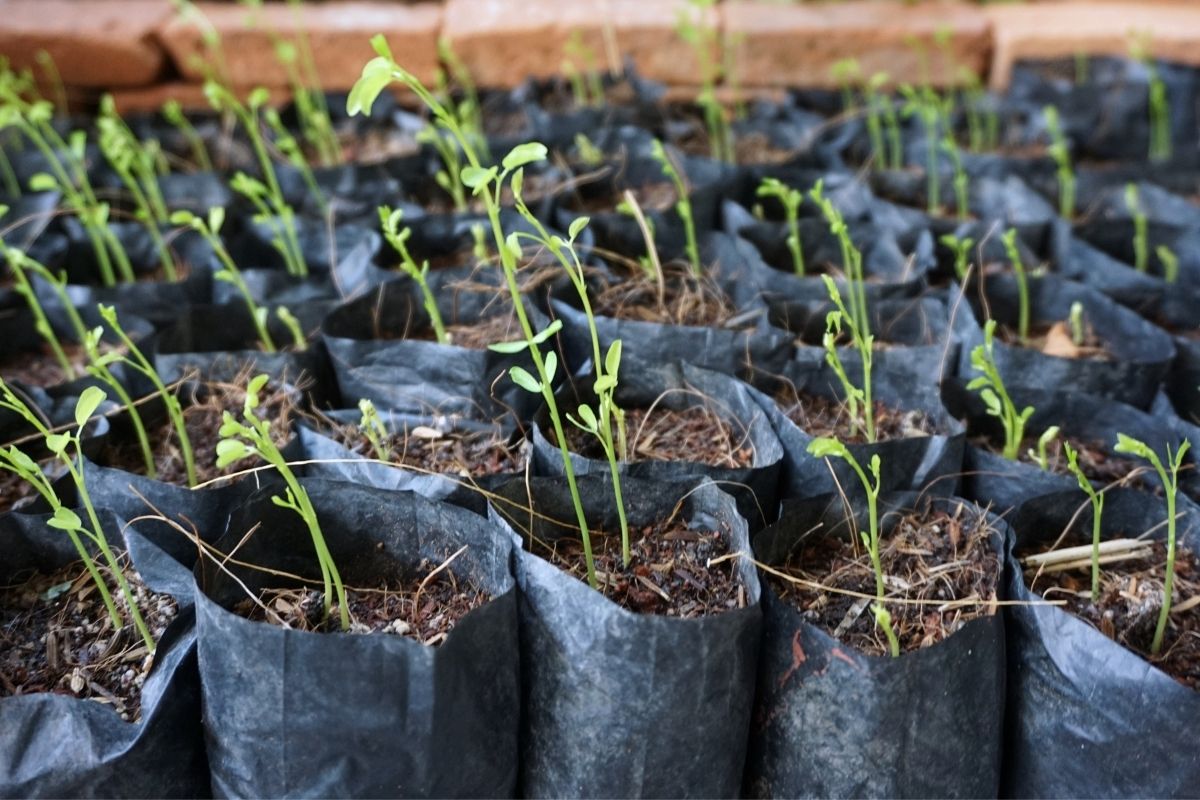 Why Are Plants Kept In Bags In Nurseries?