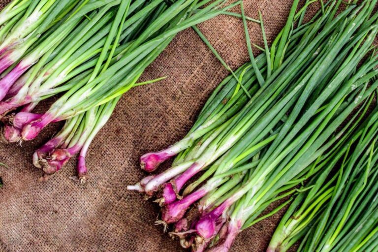 What To Plant With Garlic? (+What Not To Plant)