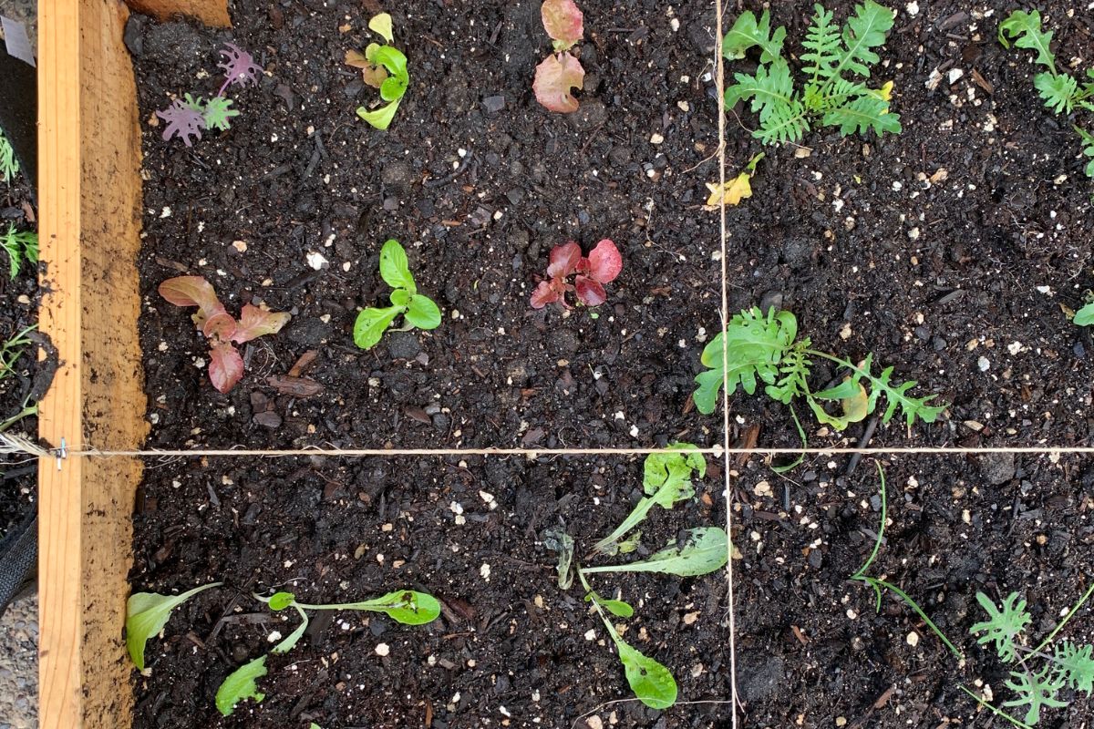 How Far Apart To Plant In Raised Beds? (With 40 Vegetable Examples)