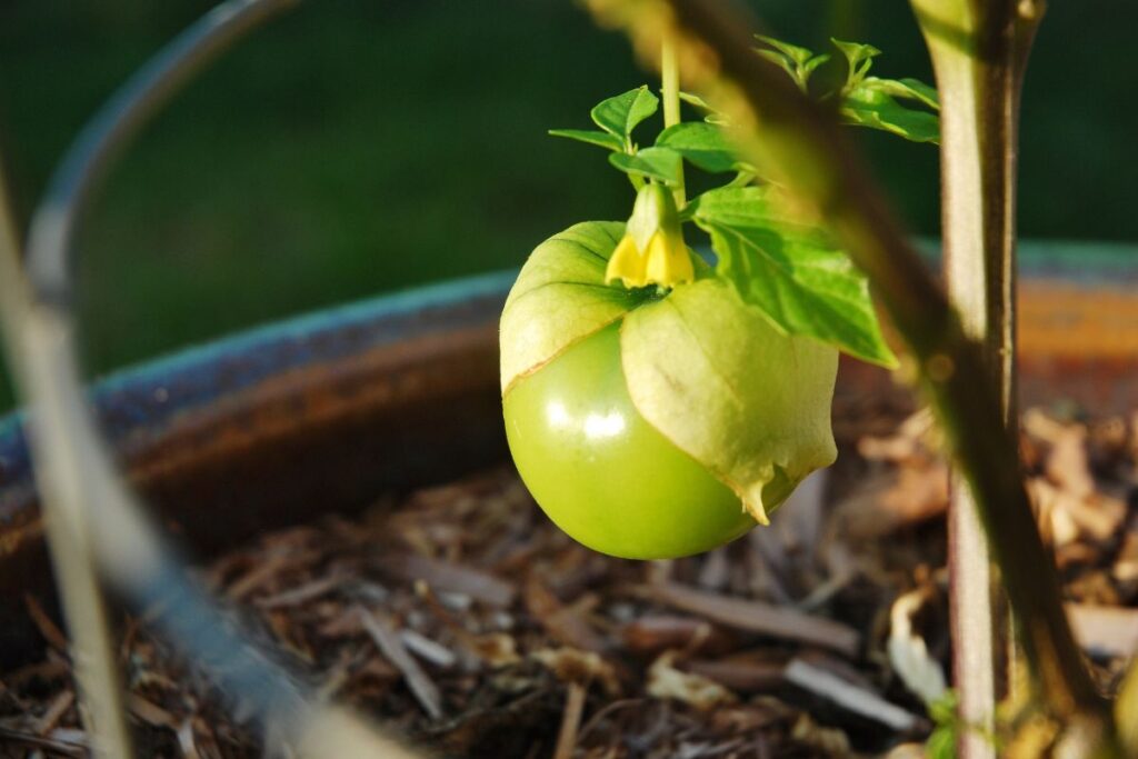 14 Vegetables That Need A Trellis To Grow (+Basic Care)
