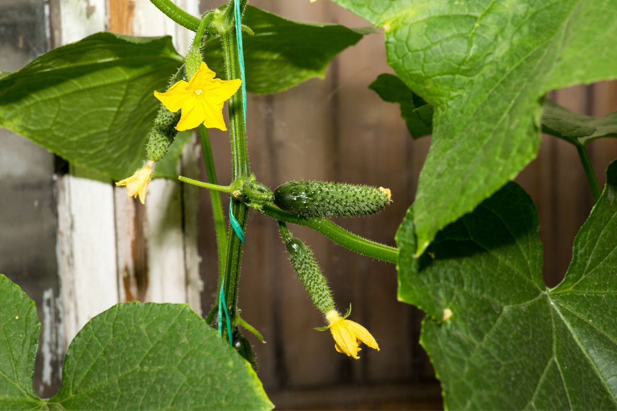 How Far Apart To Plant Cucumbers In A Raised Bed? (+10 Mistakes To Avoid)