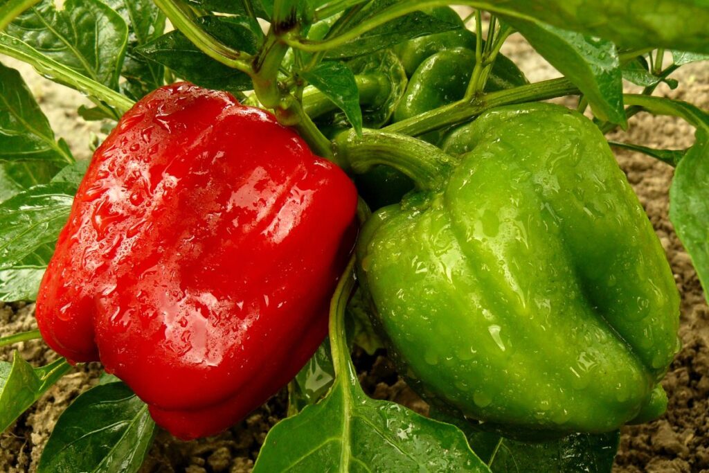 How Far Apart To Plant Peppers In A Raised Bed? (+8 Mistakes To Avoid)
