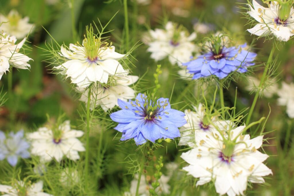 15 Best Flowers To Grow From Seeds (With Picture+Basic Care)