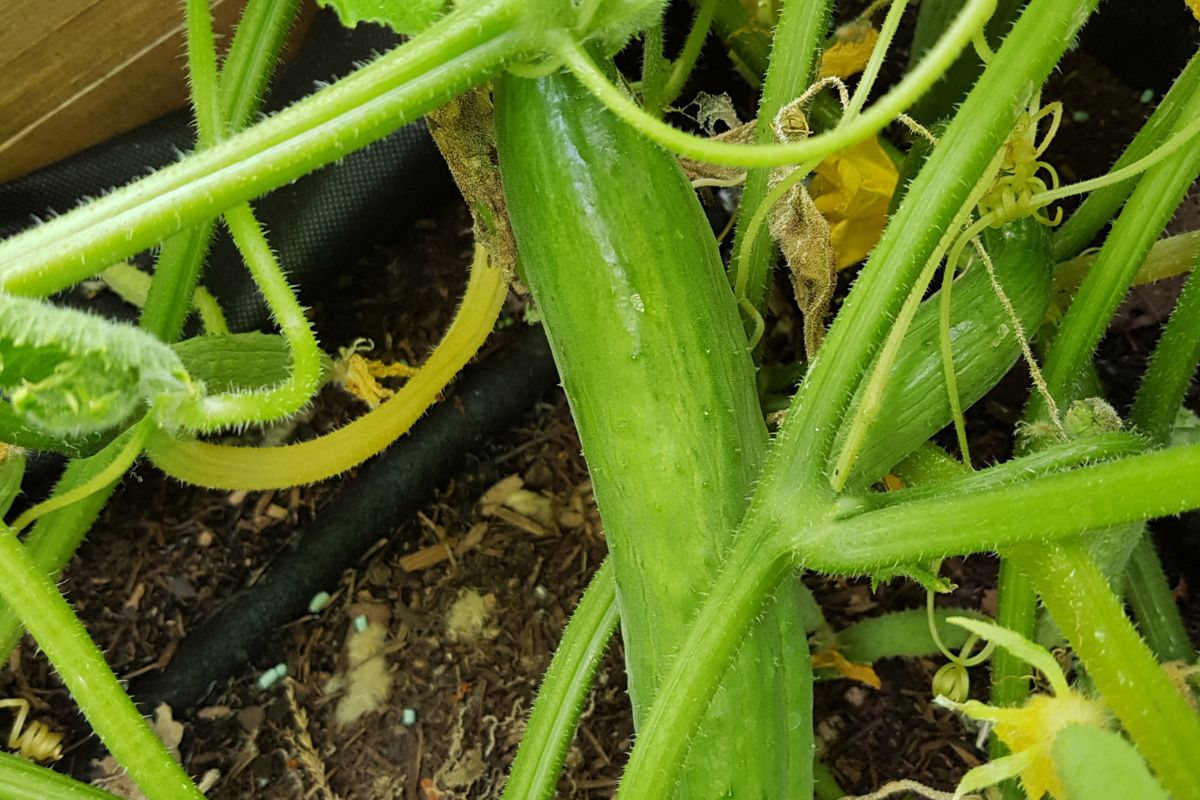 How Far Apart To Plant Cucumbers In A Raised Bed? (+10 Mistakes To Avoid)
