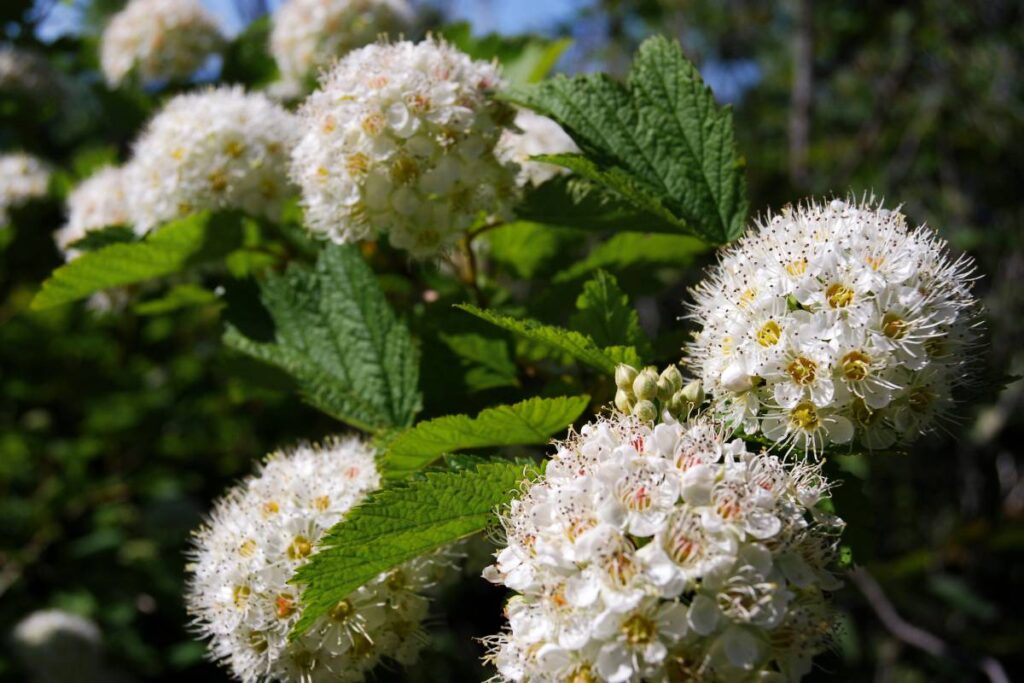 15 Best Flowers Around Trees (With Picture+Basic Care)